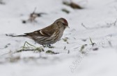 carduelis_flammea_flammea_d.jpg